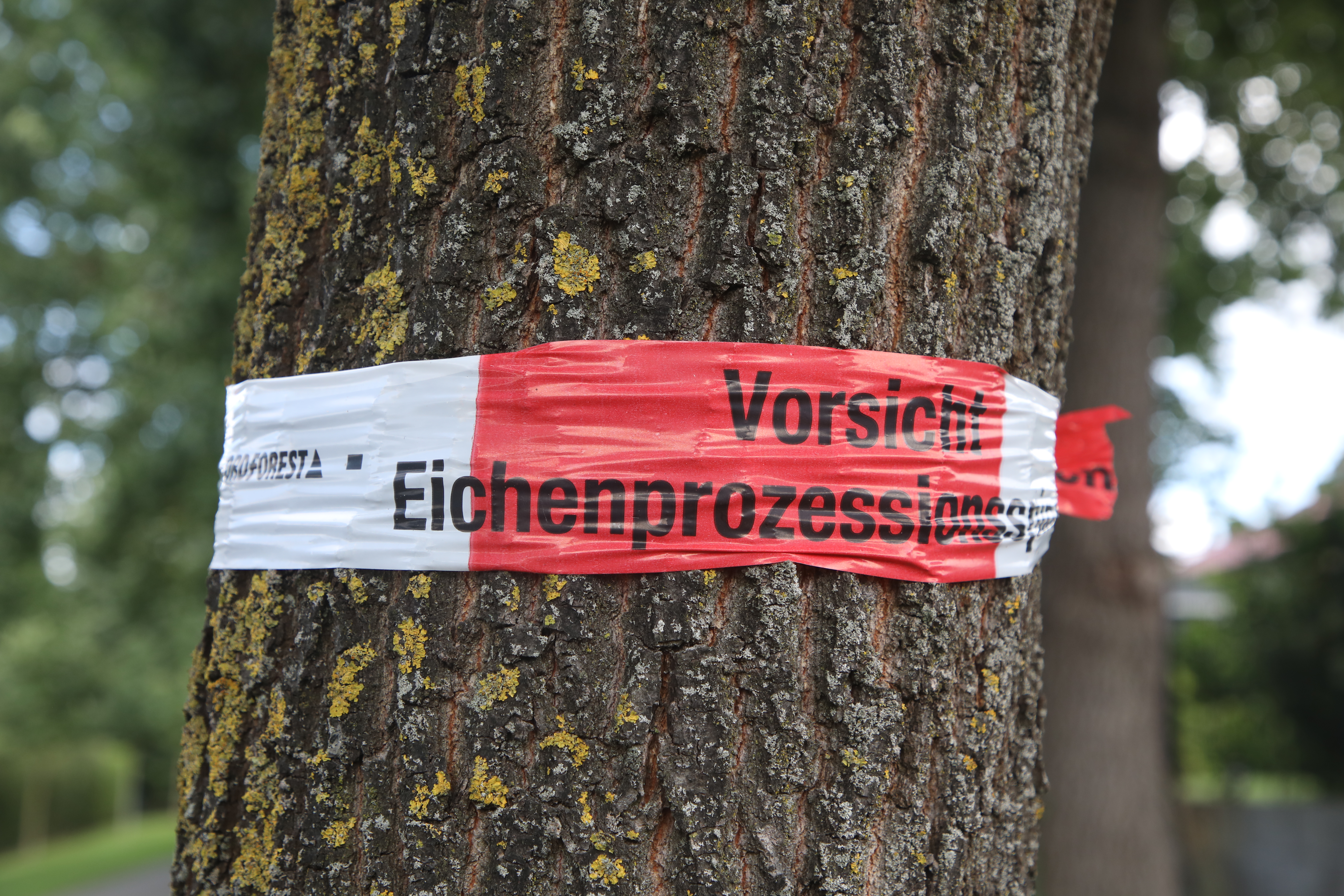 Oak processionary moth in Wolfsburg: More and more nests in 2025