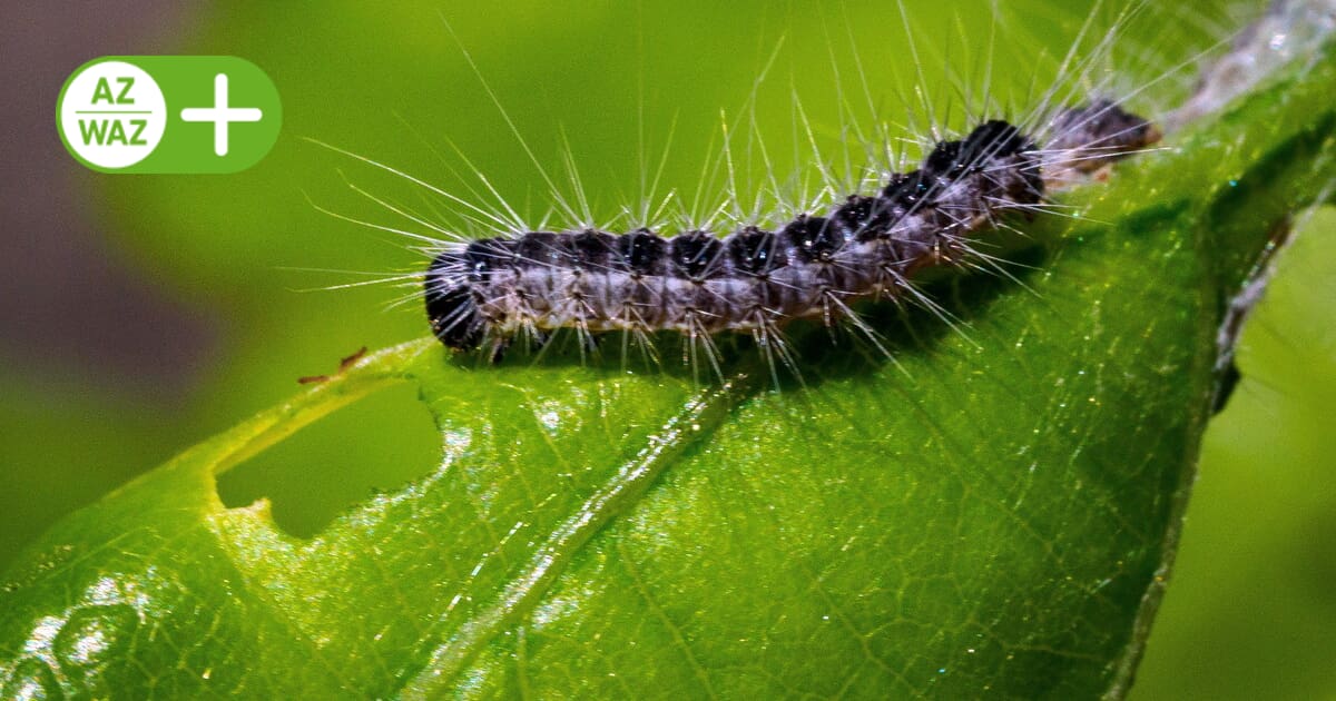 Gifhorn district: What you need to know about the oak processionary moth