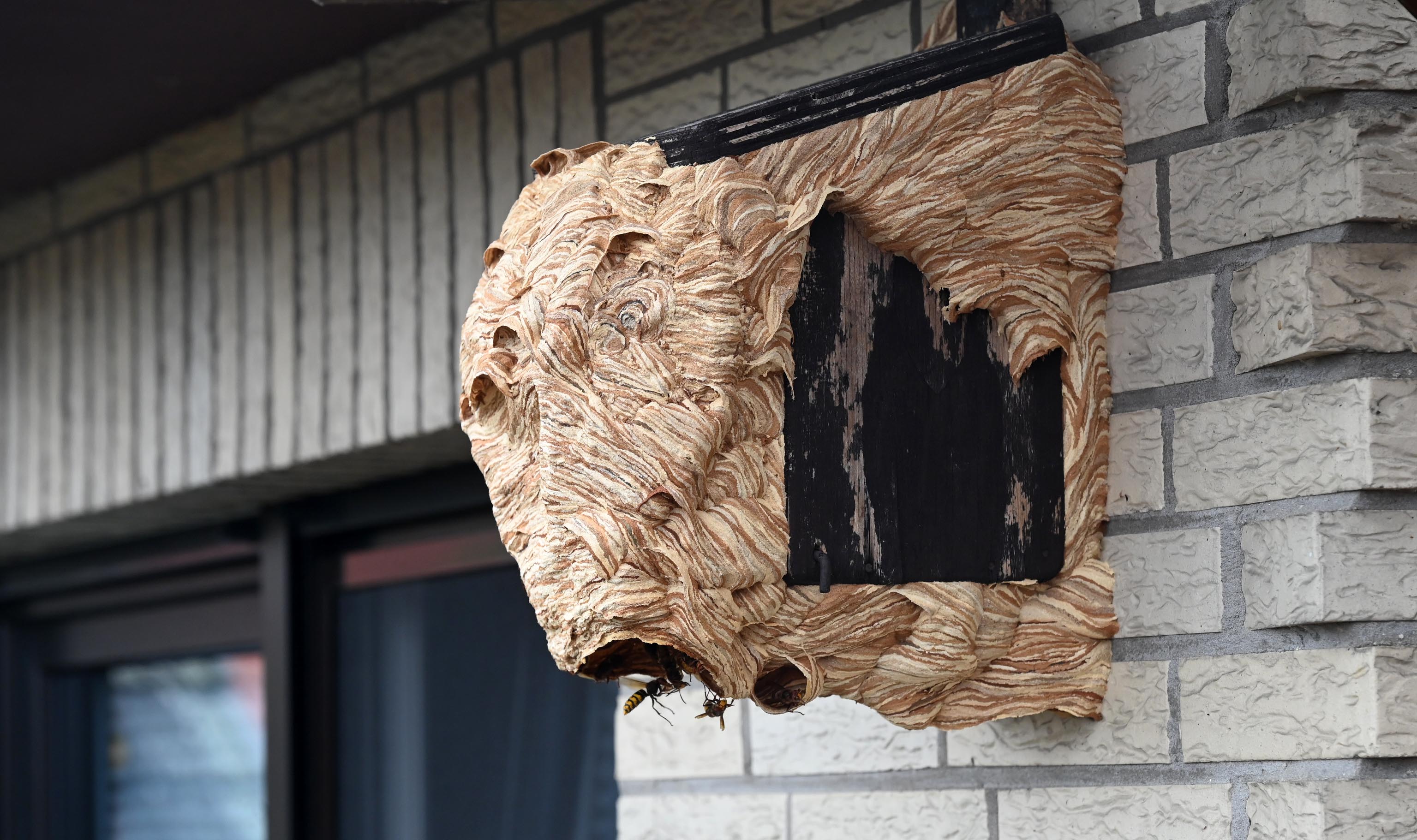 Hornet's nest on the house wall: How a married couple lives with the ...